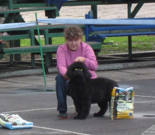 Фото: ньюфаундленд Кингова Дочь с Берега Дона (Kingova Doch s Berega Dona), Наталья Татаринова