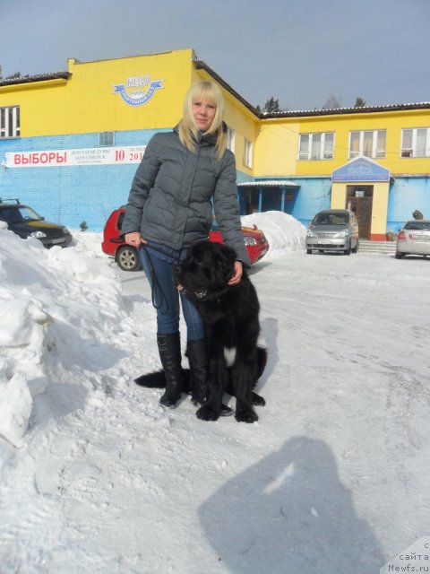 Фото: ньюфаундленд Млечный Путь из Тихого Омута