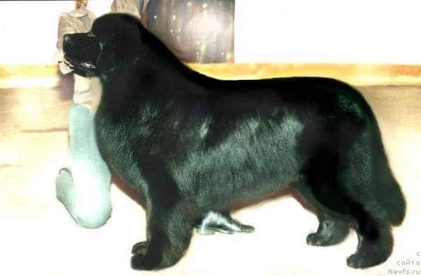 Фото: ньюфаундленд Акванавт из Тихого Омута (Akvanavt iz Tihogo Omuta)