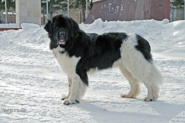 Фото: ньюфаундленд Ласковый Бриз из Тихого Омута (Laskovy Breeze iz Tihogo Omuta)