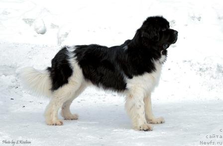 Фото: ньюфаундленд Ласковый Бриз из Тихого Омута (Laskovy Breeze iz Tihogo Omuta)