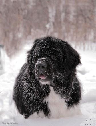 Фото: ньюфаундленд Ласковый Бриз из Тихого Омута (Laskovy Breeze iz Tihogo Omuta)