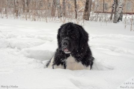 Фото: ньюфаундленд Ласковый Бриз из Тихого Омута (Laskovy Breeze iz Tihogo Omuta)
