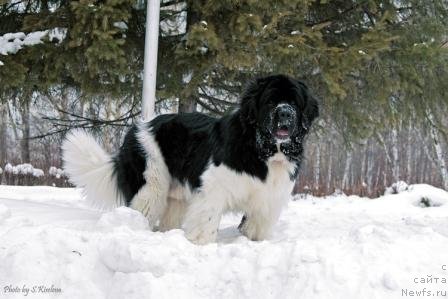 Фото: ньюфаундленд Ласковый Бриз из Тихого Омута (Laskovy Breeze iz Tihogo Omuta)