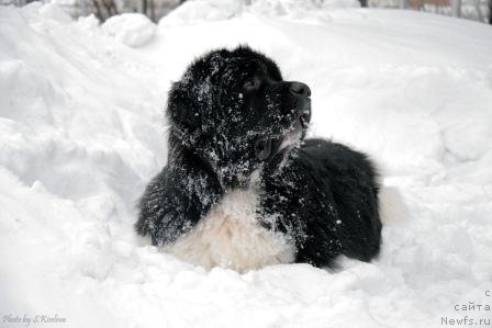 Фото: ньюфаундленд Ласковый Бриз из Тихого Омута (Laskovy Breeze iz Tihogo Omuta)