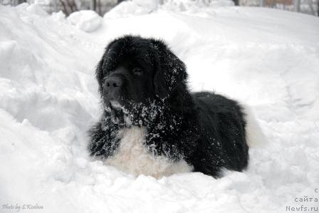 Фото: ньюфаундленд Ласковый Бриз из Тихого Омута (Laskovy Breeze iz Tihogo Omuta)