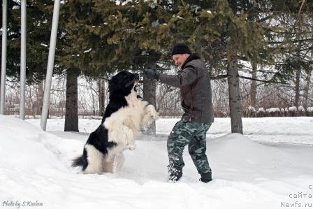 Фото: ньюфаундленд Ласковый Бриз из Тихого Омута (Laskovy Breeze iz Tihogo Omuta)
