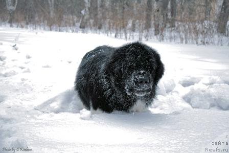 Фото: ньюфаундленд Ласковый Бриз из Тихого Омута (Laskovy Breeze iz Tihogo Omuta)