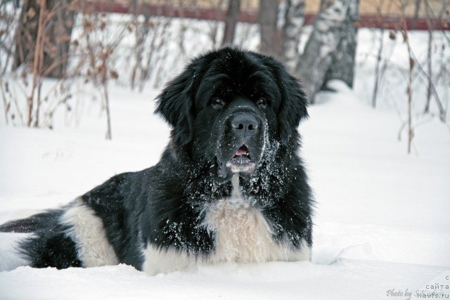 Фото: ньюфаундленд Ласковый Бриз из Тихого Омута (Laskovy Breeze iz Tihogo Omuta)