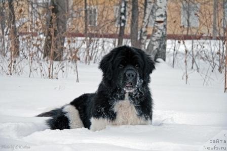 Фото: ньюфаундленд Ласковый Бриз из Тихого Омута (Laskovy Breeze iz Tihogo Omuta)