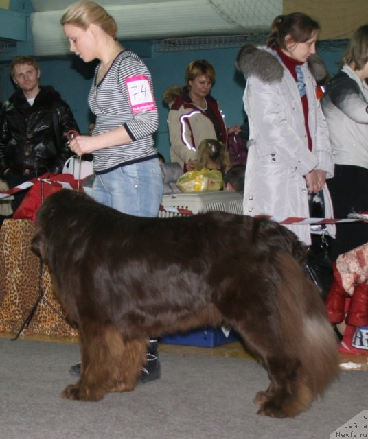 Фото: ньюфаундленд Закадычный Друг из Царства Медведей