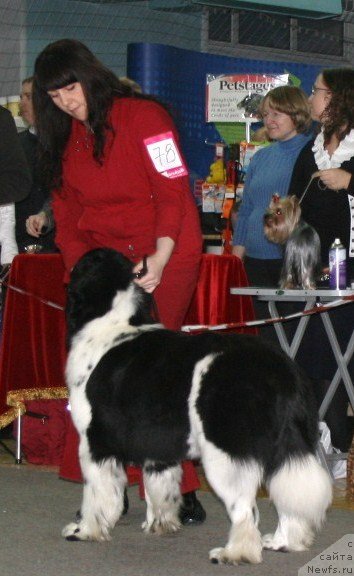 Фото: ньюфаундленд Фиаметтахауз Мартини Бьянка (Fiamettahauz Martini Bianka)