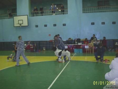 Фото: ньюфаундленд Супер Бизон Батон