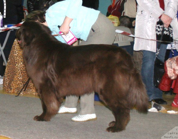 Фото: ньюфаундленд Традиция Успеха от Сибирского Медведя