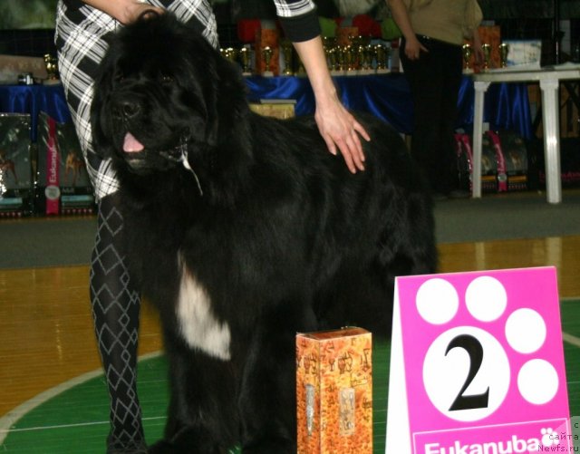Фото: ньюфаундленд Флагман от Сибирского Медведя (Flagman ot Sibirskogo Medvedja)