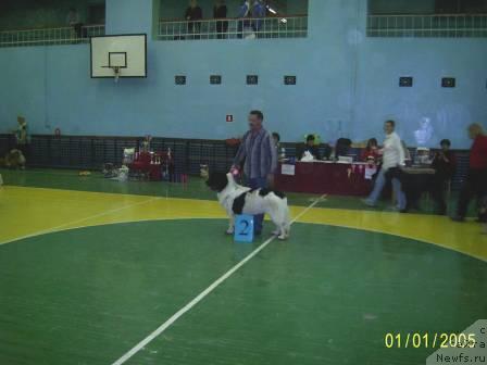 Фото: ньюфаундленд Супер Бизон Батон