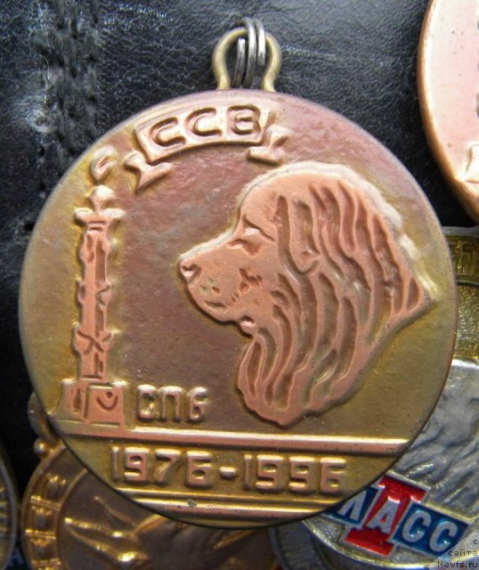 Фото: ньюфаундленд Хэйли