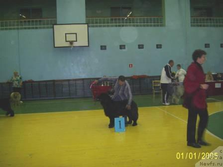 Фото: ньюфаундленд Лесная Сказка Руслана