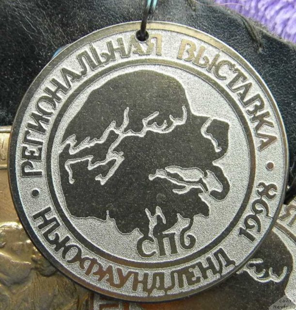 Фото: ньюфаундленд Хэйли