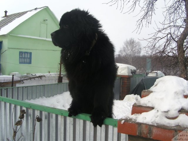 Фото: Владимир Звонарев, ньюфаундленд Ягуар-Хранитель Покоя