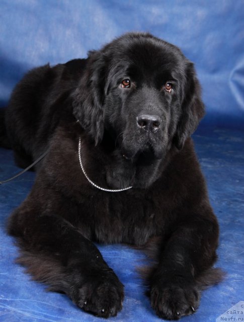 Фото: ньюфаундленд Бегущая по Волнам Харизма (Beguschaya po Volnam Harizma)