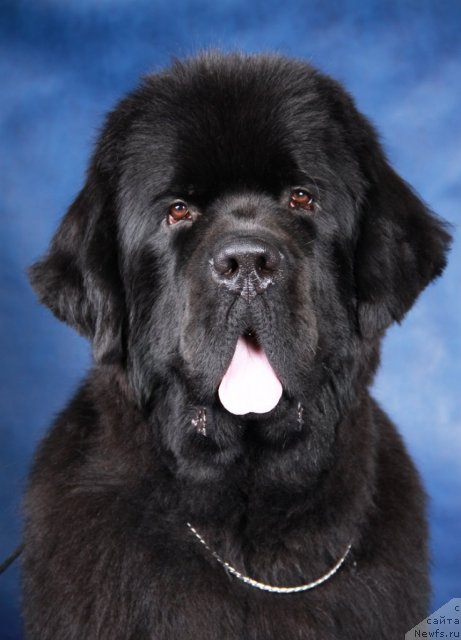 Фотография № 60259