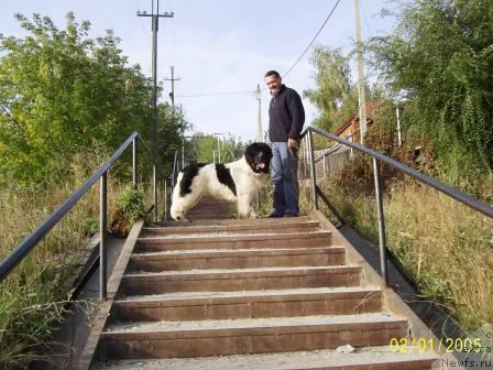 Фото: ньюфаундленд Супер Бизон Батон