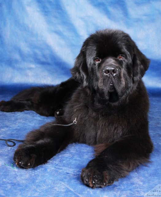 Фото: ньюфаундленд Бегущая по Волнам Сун ин Му Ханд (Beguschaya po Volnam Sun in My Hand)