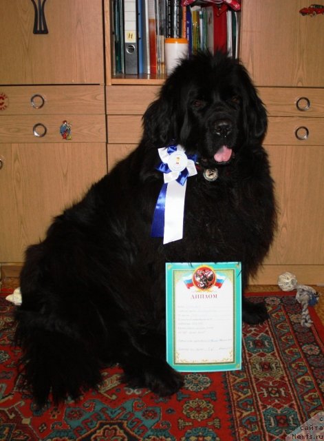 Фото: ньюфаундленд Чанси из Золотого Треугольника