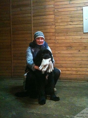 Фото: ньюфаундленд Рестайлинг Фром Шипмэн, Мария Шигаль