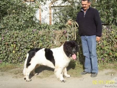 Фото: ньюфаундленд Супер Бизон Батон