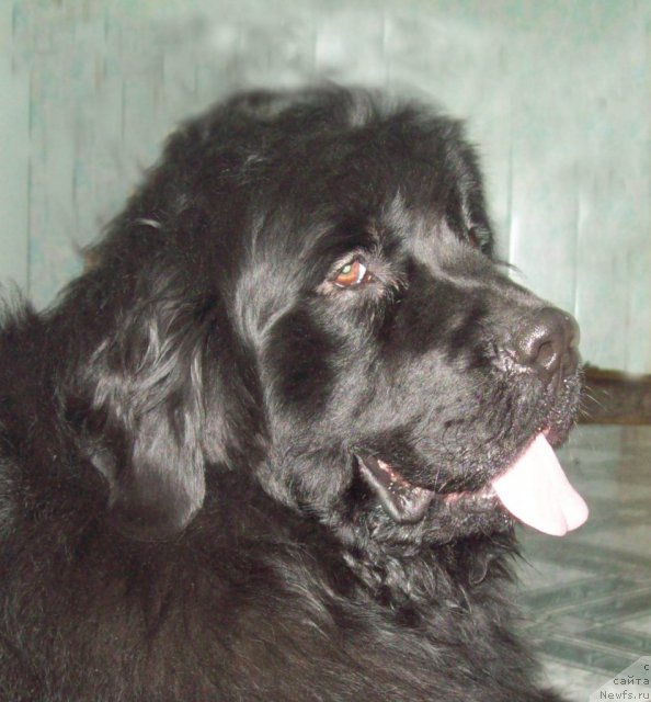 Фото: ньюфаундленд Лежебок Луи-Филипп