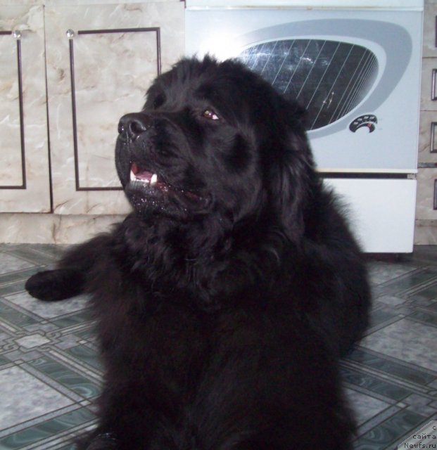 Фото: ньюфаундленд Лежебок Луи-Филипп