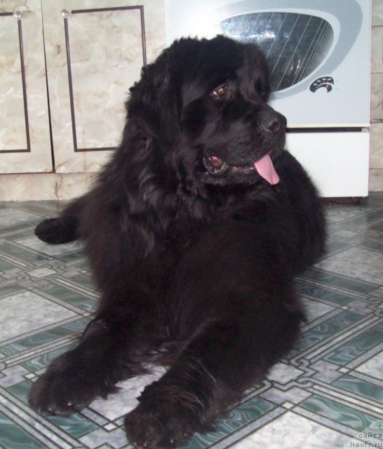 Фото: ньюфаундленд Лежебок Луи-Филипп