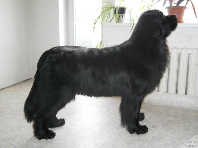 Фото: ньюфаундленд Калифорния из Медвежьего Яра