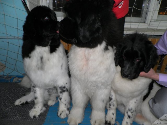 Фото: ньюфаундленд Фиаметтахауз Нунки (Fiamettahauz  Nunki), ньюфаундленд Фиаметтахауз Мартини Бьянка (Fiamettahauz Martini Bianka), ньюфаундленд Chatkantarra Taro