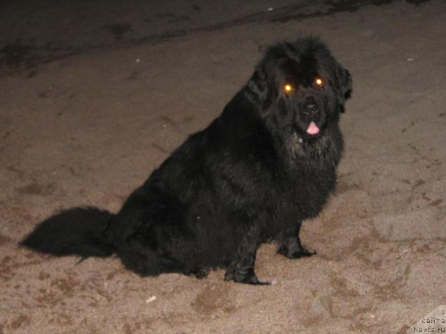 Фото: ньюфаундленд Оттава (Ottava)