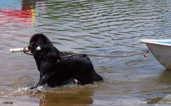 Фото: ньюфаундленд Акванавт из Тихого Омута (Akvanavt iz Tihogo Omuta)