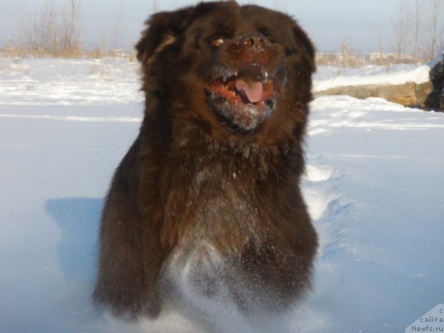Фото: ньюфаундленд Лесная Сказка Королевский Медведь (Lesnaja Skazka Korolevskiy Medved)
