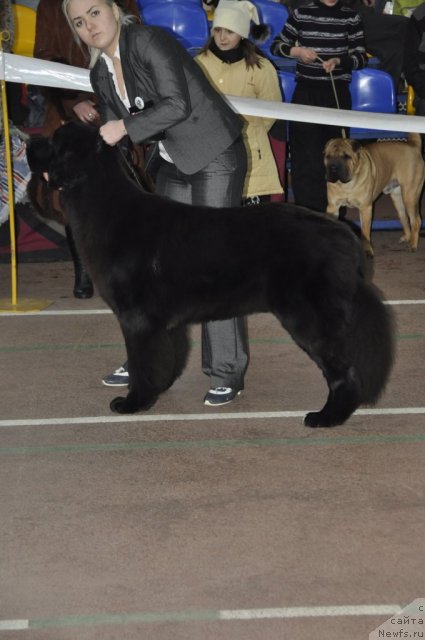 Фото: ньюфаундленд Блэк Диамонд Агидель от Потапа Стефани (Black Diamond Agidel ot Potapa Stefani)