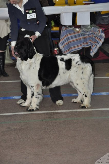 Фото: ньюфаундленд Пчёлкин Дом Бегония (Pchiolkin Dom Begonia)