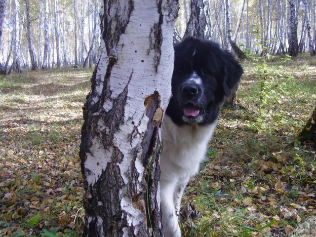 Фото: ньюфаундленд Маг Исполин Инфанта (Mag Ispolin Infanta)