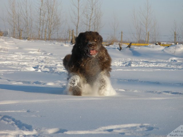 Фото: ньюфаундленд Лесная Сказка Королевский Медведь (Lesnaja Skazka Korolevskiy Medved)