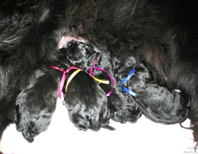 Фотография № 60318