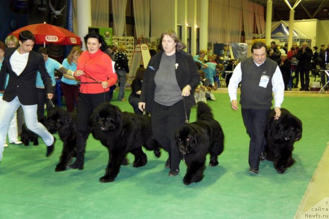 Фото: ньюфаундленд Cayuga Mescalero, ньюфаундленд Смигар Шаловливый Медведь (Smigar Shalovlivy Medved), ньюфаундленд Смигар Нансен Неустрашимый (Smigar Nansen Neustrashimy), ньюфаундленд Смигар Нимфея Неотразимая (Smigar Nimfeya Neotrazimaya)