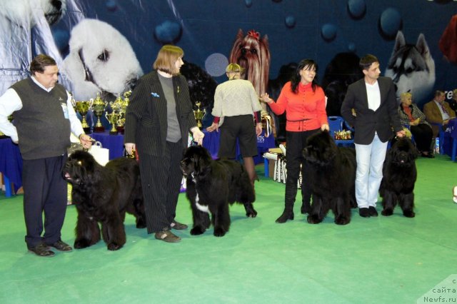 Фото: ньюфаундленд Cayuga Mescalero, ньюфаундленд Смигар Шаловливый Медведь (Smigar Shalovlivy Medved), ньюфаундленд Смигар Нансен Неустрашимый (Smigar Nansen Neustrashimy), ньюфаундленд Смигар Нимфея Неотразимая (Smigar Nimfeya Neotrazimaya)