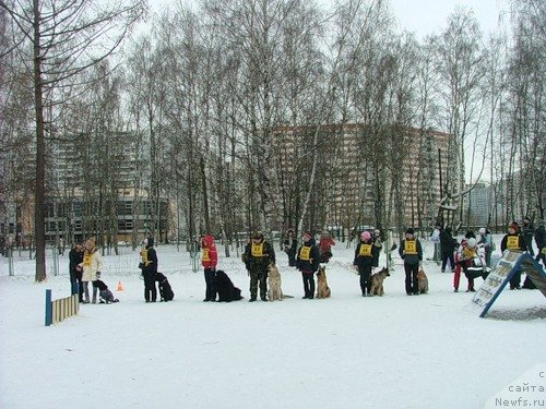 Фото: ньюфаундленд Чанси из Золотого Треугольника