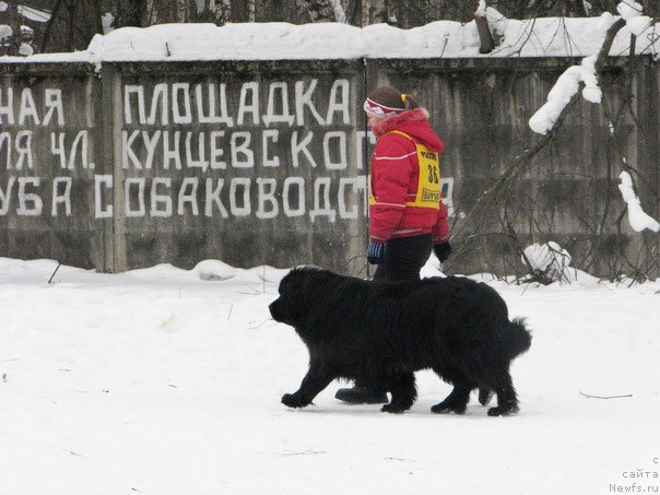 Фото: ньюфаундленд Чанси из Золотого Треугольника