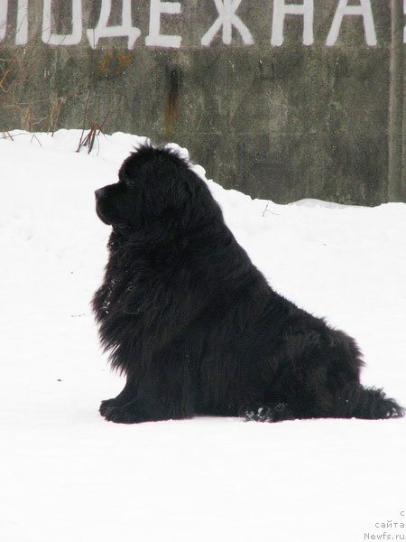 Фото: ньюфаундленд Чанси из Золотого Треугольника