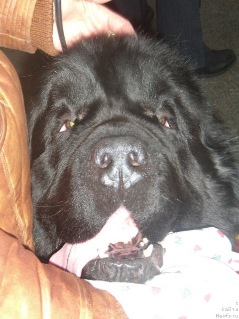 Фото: ньюфаундленд Плюшевая Панда Кинг Оф Хеллуланд (Plushevaya Panda King of Helluland)